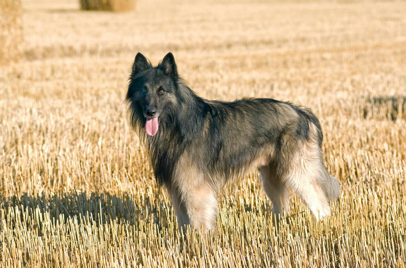 Belgian Tervuren