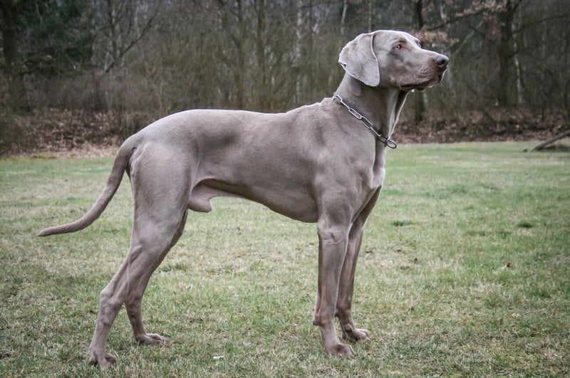 Weimaraner