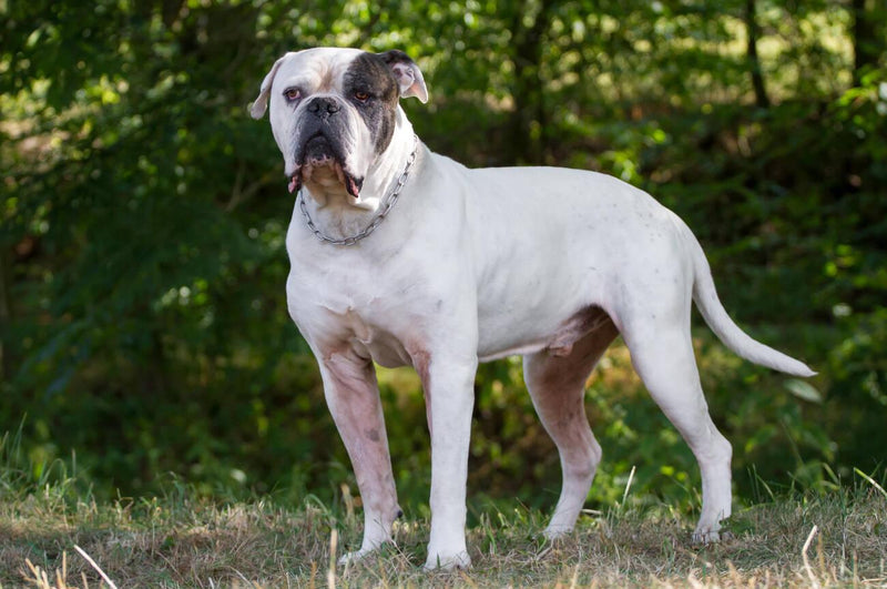 American Bulldog