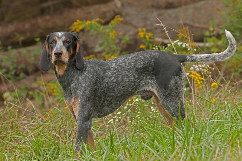 Bluetick Coonhound