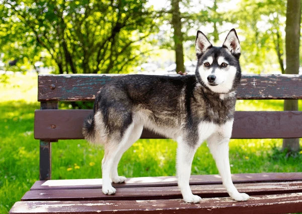 Alaskan Klee Kai