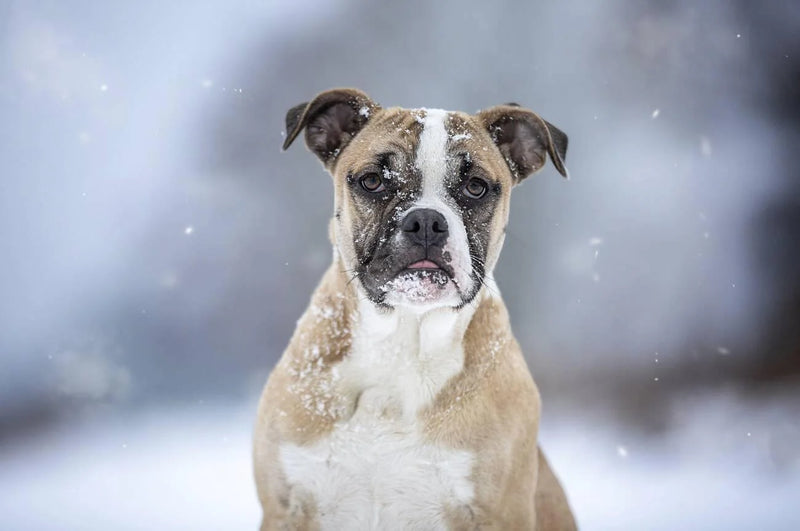 Alapaha Blue Blood Bulldog
