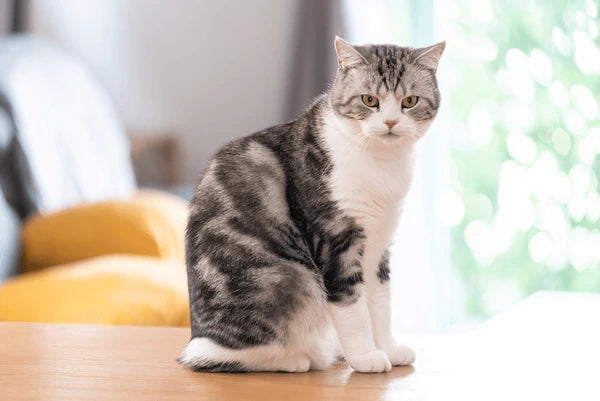 American Shorthair