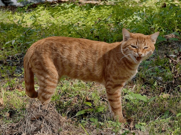 American Wirehair