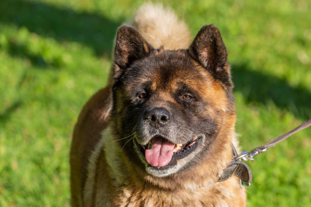 American Akita