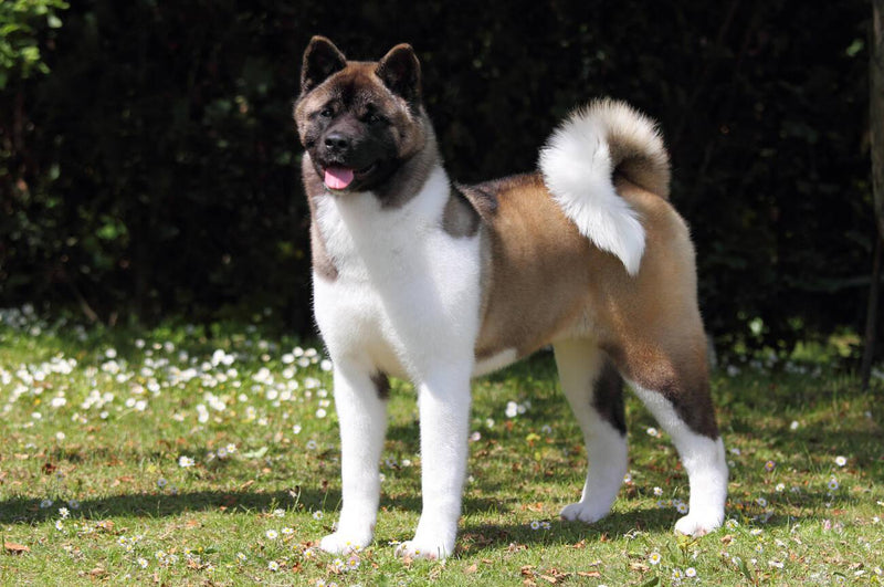 American Akita