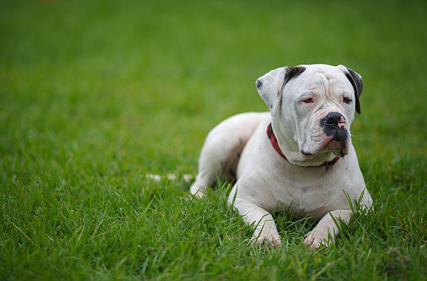 American Bulldog