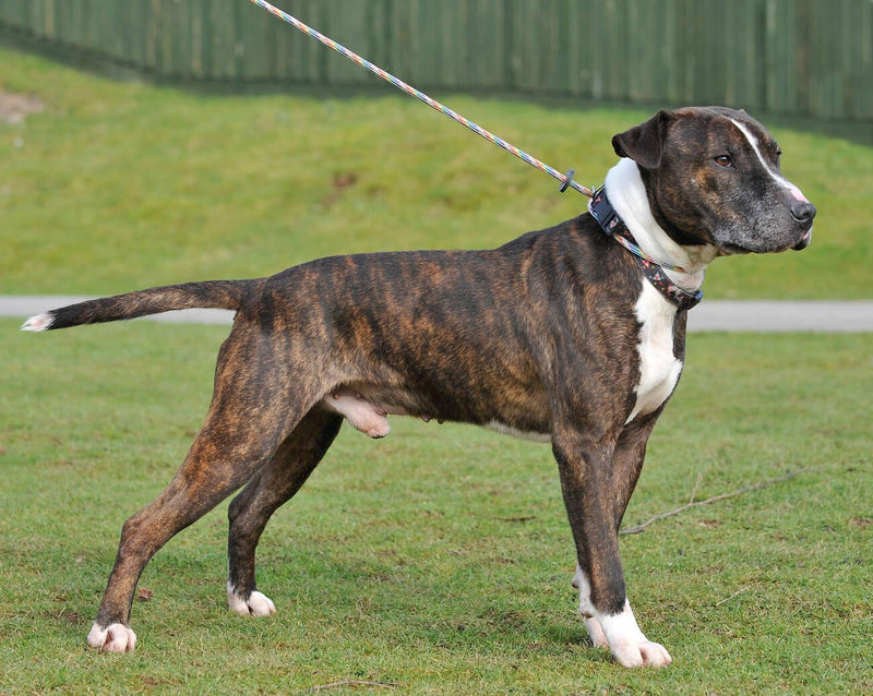 American Pitbull
