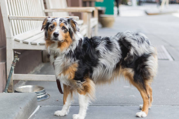 American Shepherd