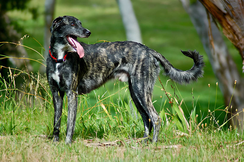 American Staghound