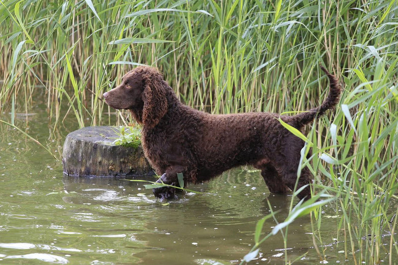 American Water Spaniel (AWS)