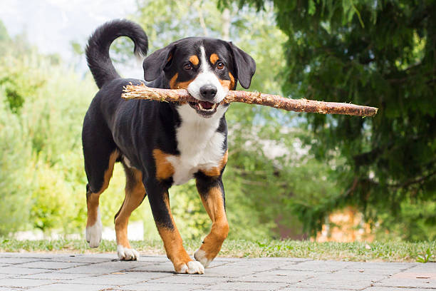 Appenzeller Mountain Dog