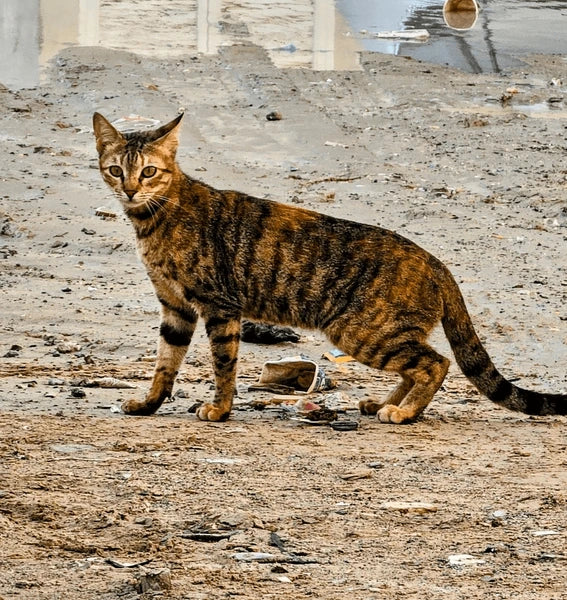Arabian Mau
