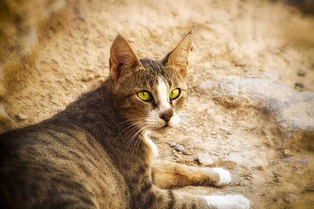Arabian Mau