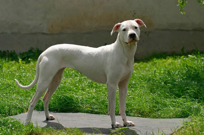 Dogo Argentino
