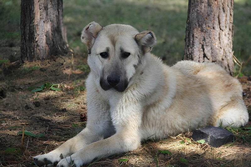 Armenian Gampr