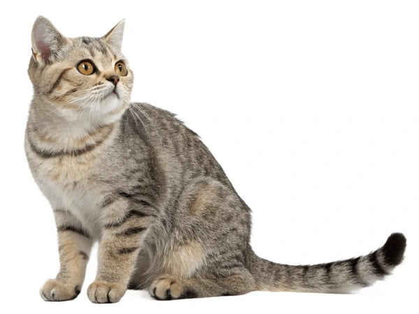 Asian cat