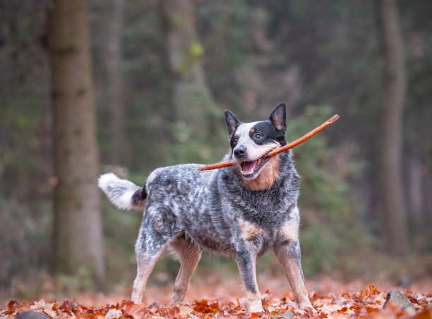 Australian Cattle Dog