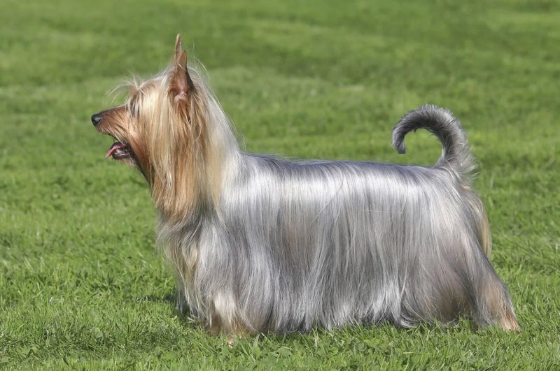 Australian Silky Terrier