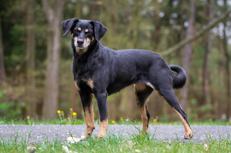 Austrian Pinscher