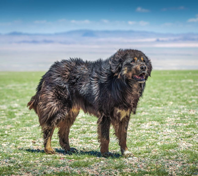 Bankhar Dog
