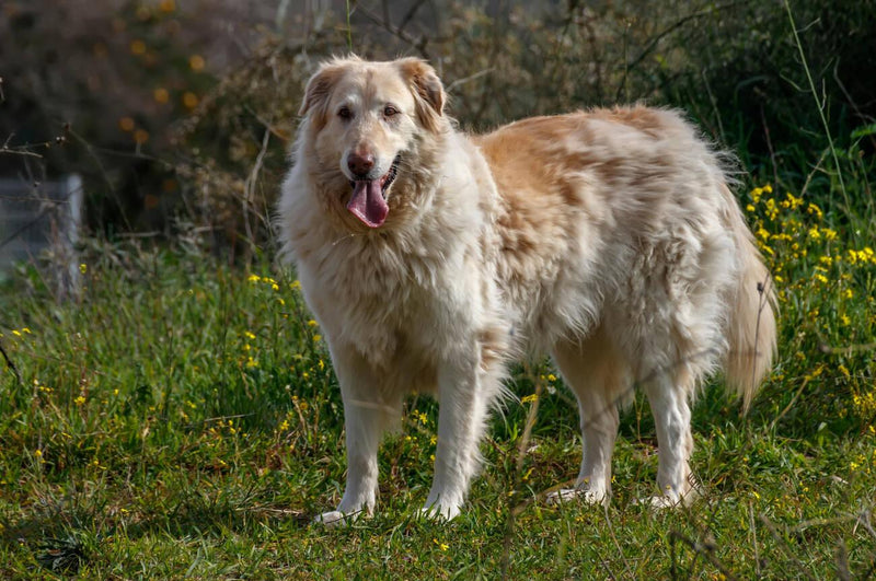Basque Shepherd Dog