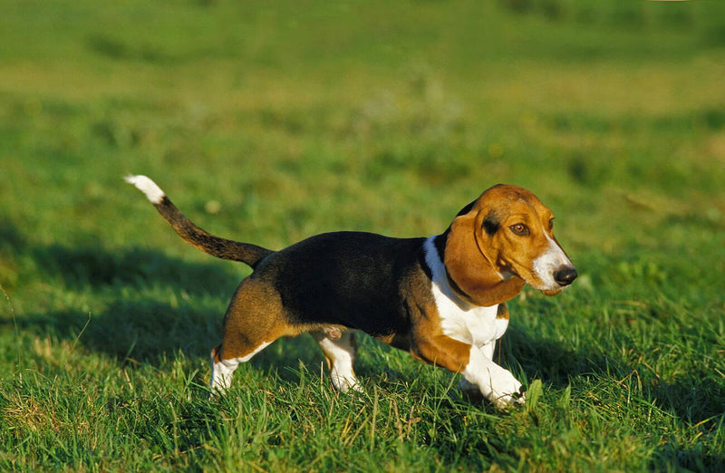 Basset Artésien Normand