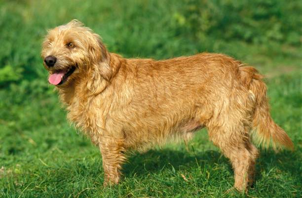 Basset Fauve De Bretagne