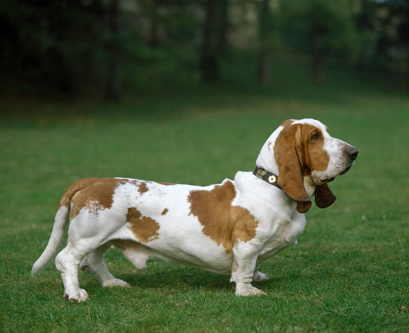 Basset Hound