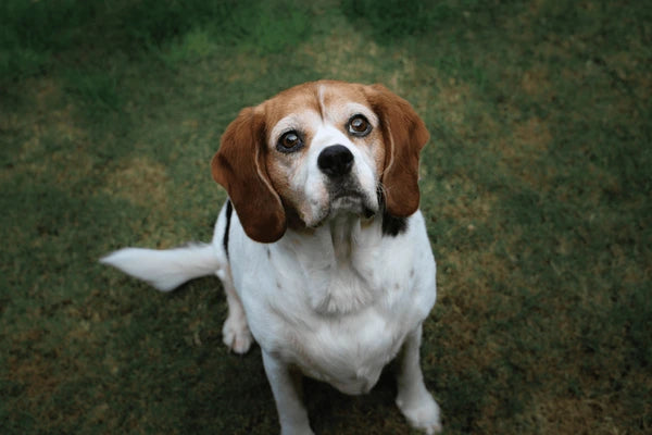 Beaglier