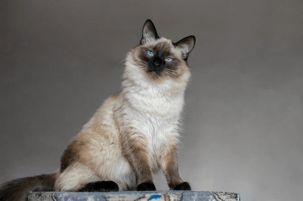 Balinese Cat