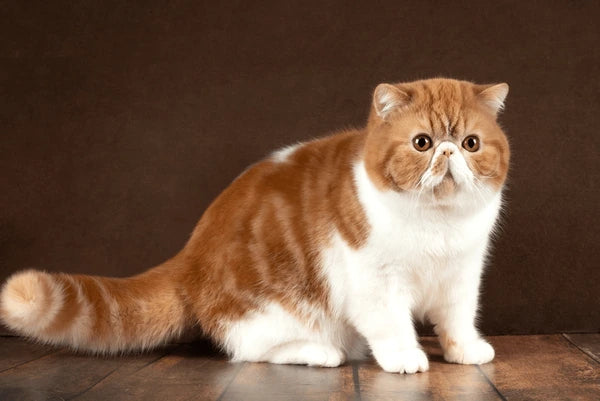 Exotic Shorthair