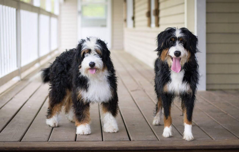 Bernedoodle