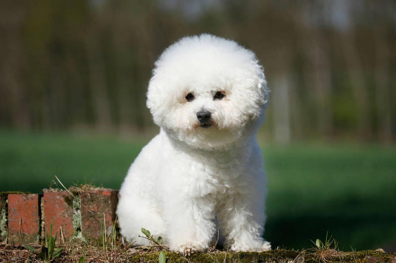 Bichon Frisé