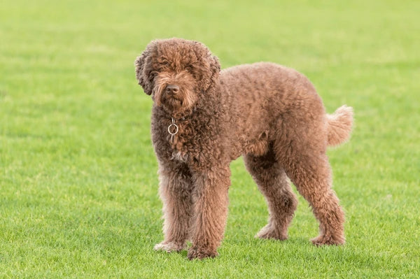 Poodle