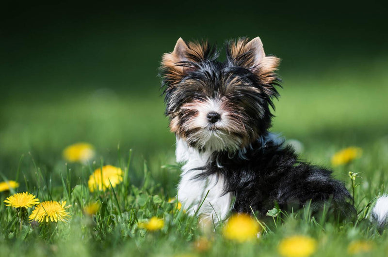 Biewer Terrier
