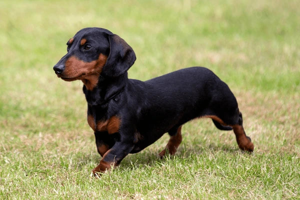 Dachshund