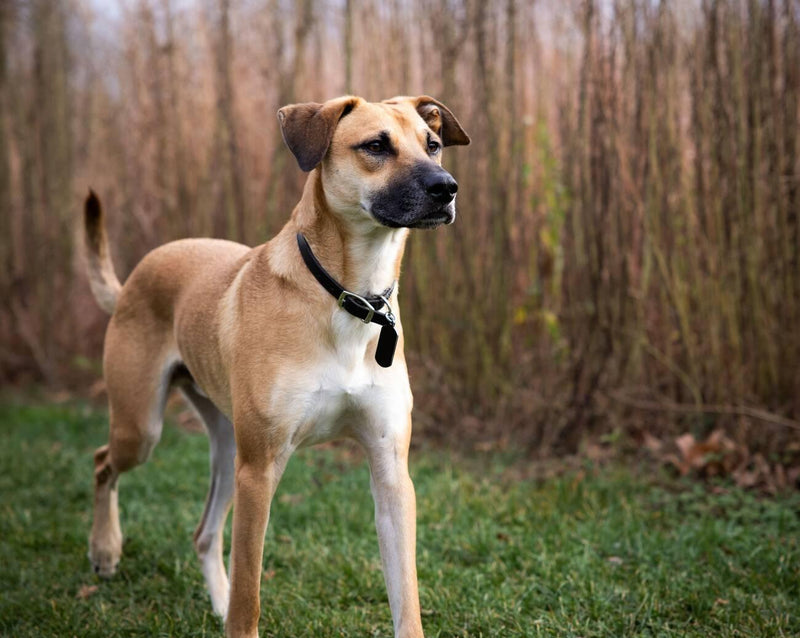 Black Mouth Cur