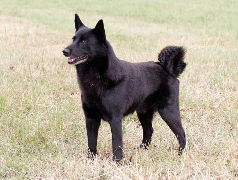 Black Norwegian Elkhound