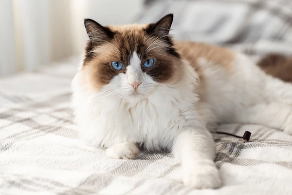 Ragdoll Cat