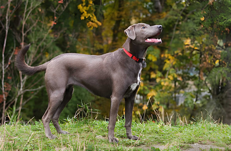Blue Lacy
