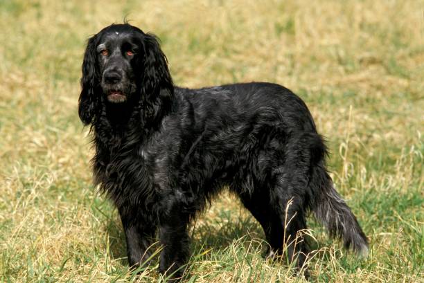 Blue Picardy Spaniel