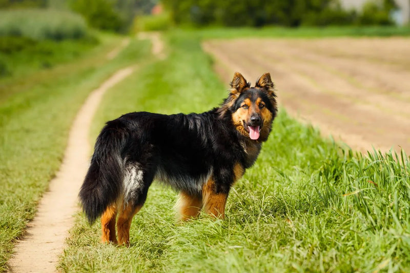 Bohemian Shepherd