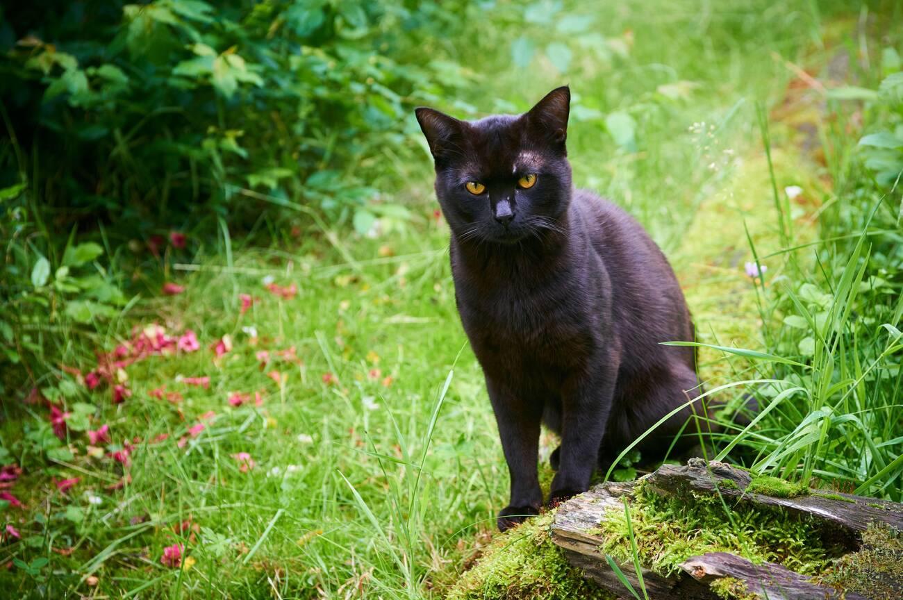 Bombay cat