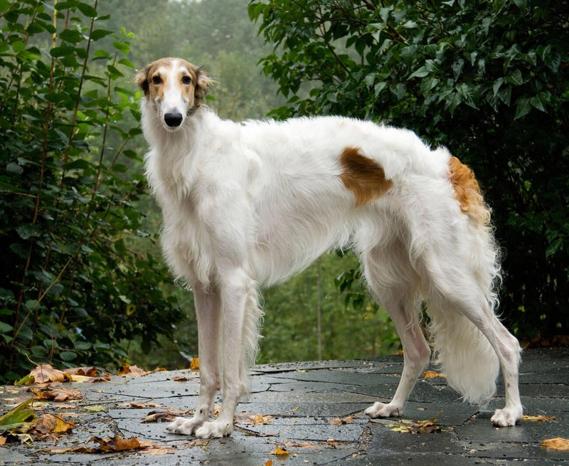 Russian Borzoi