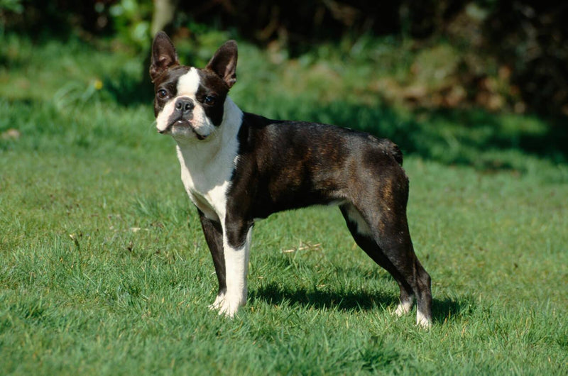 Boston Terrier