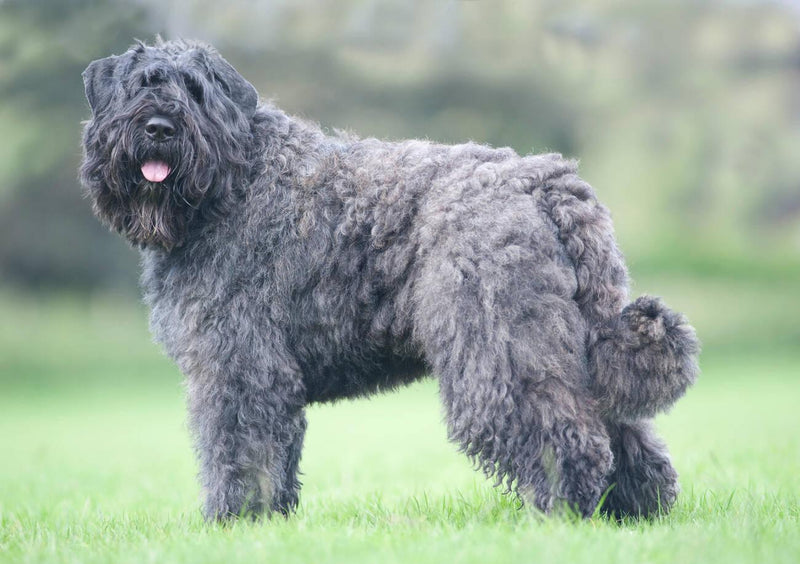 Bouvier des Flandres