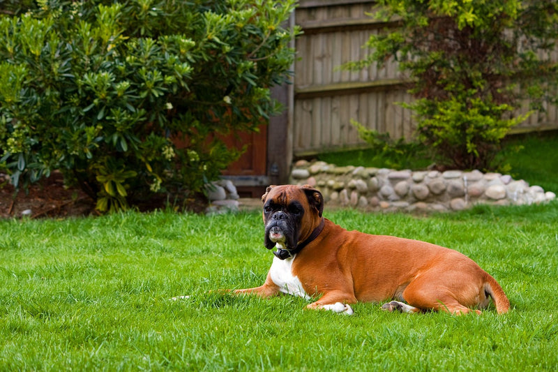 Boxer