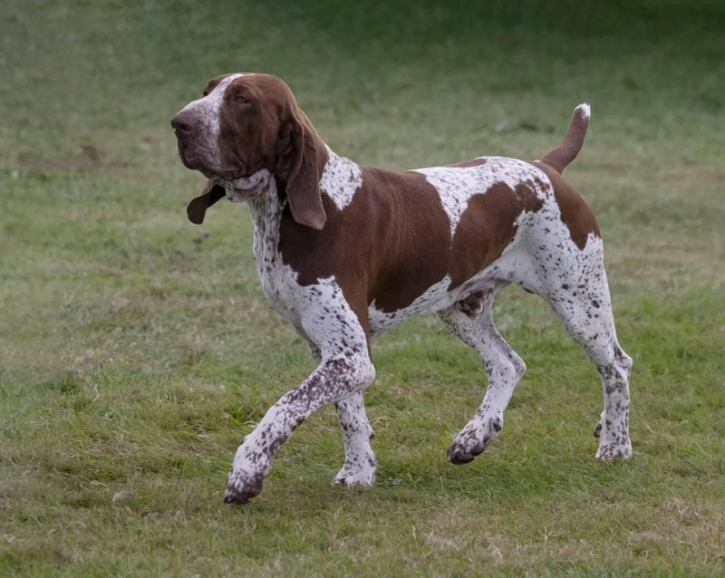 Bracco Italiano
