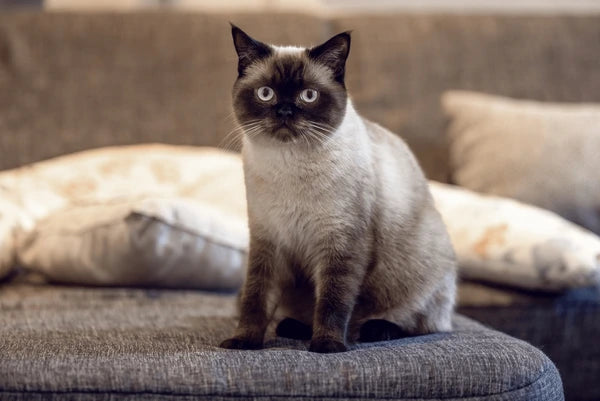Colourpoint Shorthair